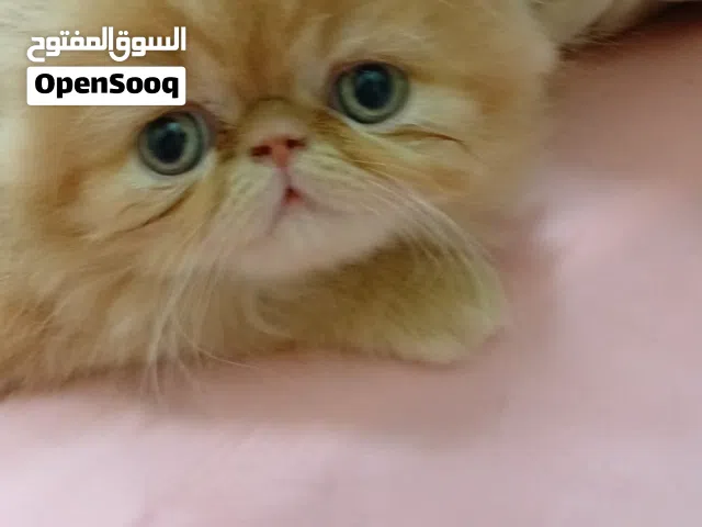 قط انتى عمر شهرين