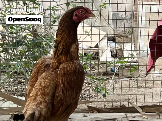 دجاج امورهن طيب