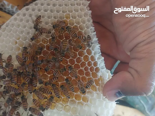 عسل برم جوده عاليه
