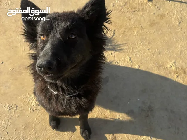 انثى جيرمان شيبرد رويال بلاك