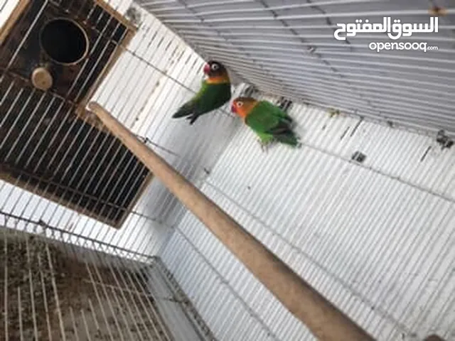 متوفر بغبغاء وكوكتيل وفشر كلهن زوج