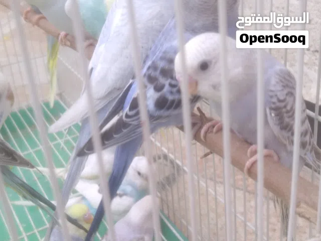 طيور حب مخاليف خشنات حلوات تبزير عراقي