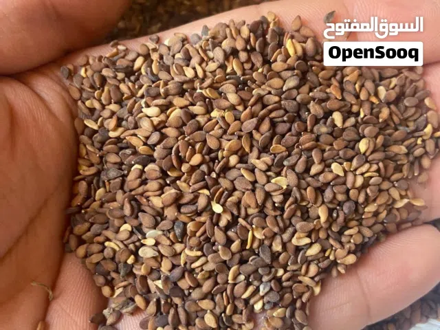 سمسم عماني محلي انتاج تنوف