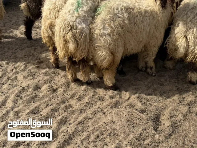 ضحايا محليه فاخره من الآخر انتاج العزبه