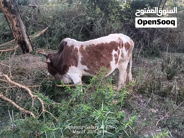 ثور بلدي من ريف وادي بنا