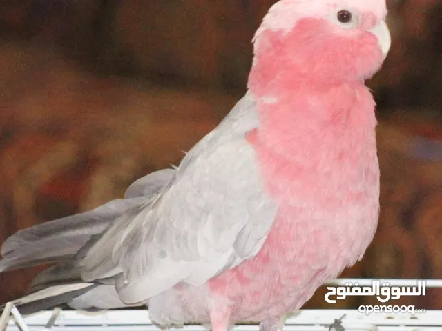كوكاتو جالا