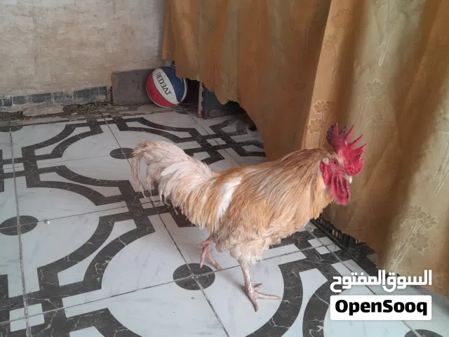 ديك للبيع لوهمان