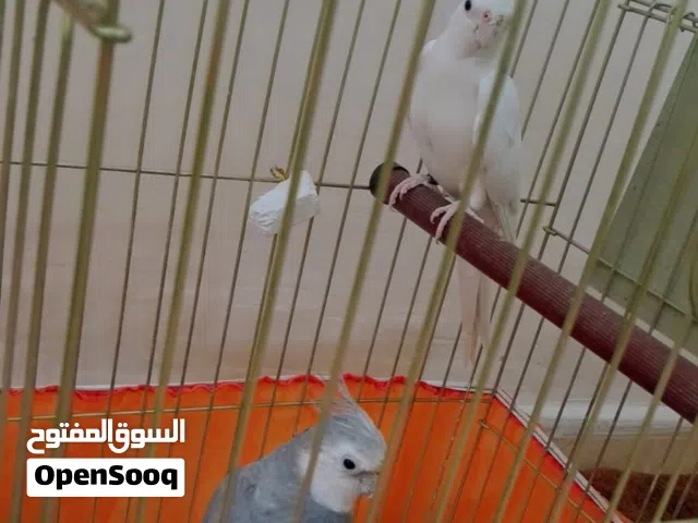 بصلاة على نبي متوفر جوز كوكتيل انثى ألبينو وذكر وايت فيس مع قفص كاسكو جديد السعر 70 قابل للتفاوض
