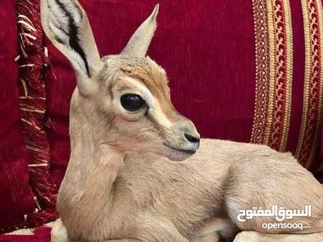 غزلان غزلان ريم عربي صافي انتاج مزارع