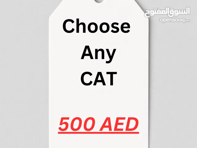 Purebred Scottish Golden Chinchilla. All female cats. All purebreed