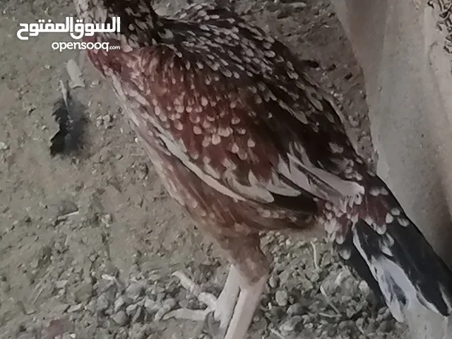 ديك بيع باكستان
