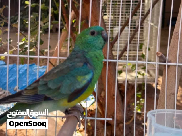 Red rumped للبيع