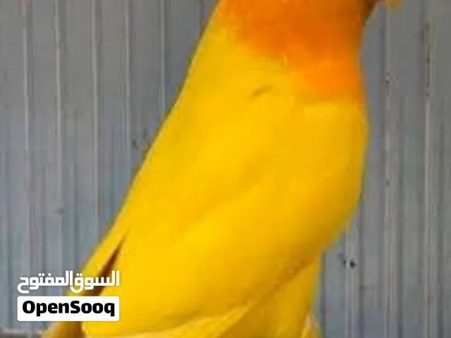 جوز روز اورنج