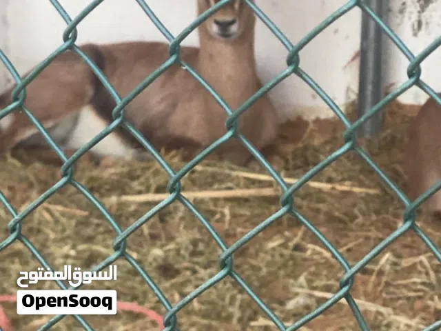 غزلان للبيع