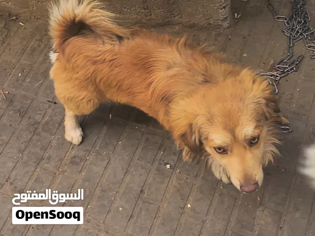 كلاب للبيع  خمسه  اب وام و  3 جراء