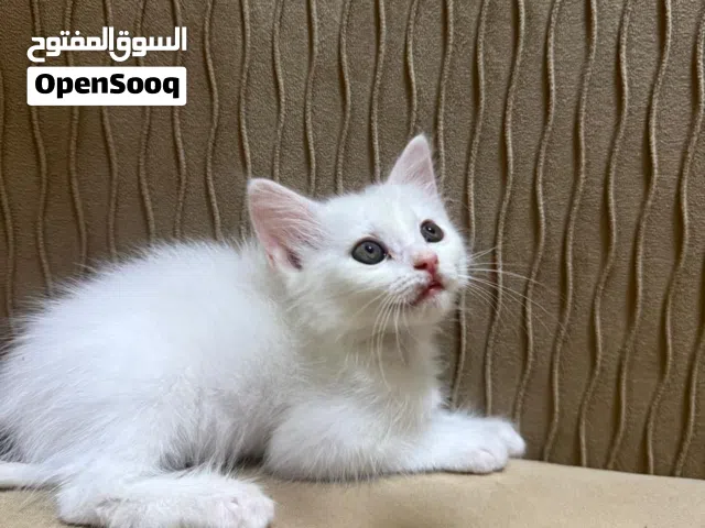 كيتين للتبني برسوم