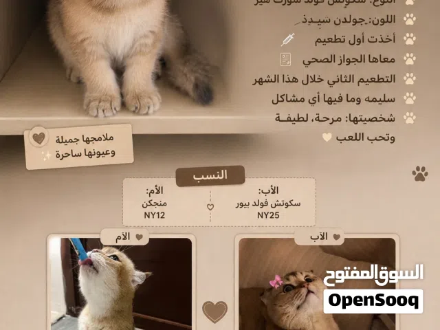 كتنز سكوتش فولد