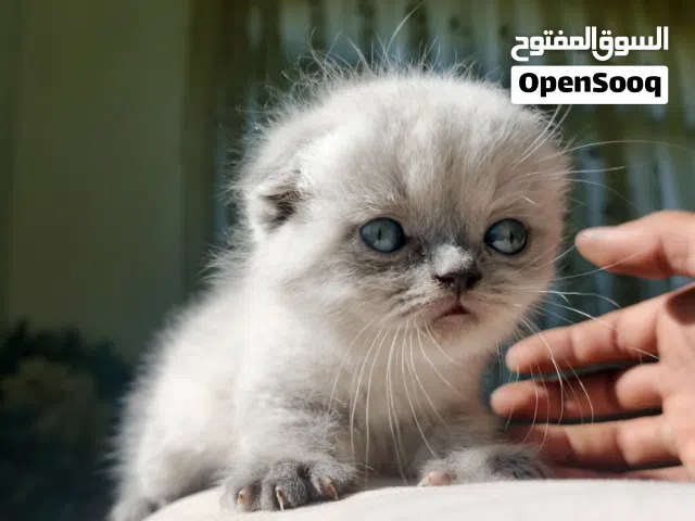 ما شاء الله، كيتنز سكوتش بيور (فولد وستريت) دباديب ولعوبين ع الآخر  الملحقات والتفاصيل بالوص