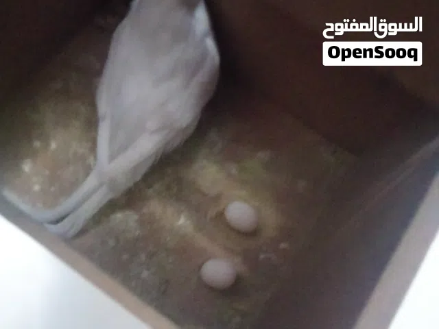 جوز حب شغال تحته بيض