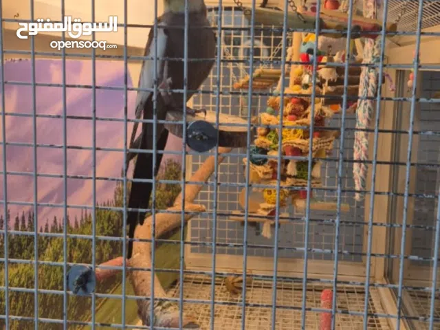 bird cage with lights and wheels easy to move in the house