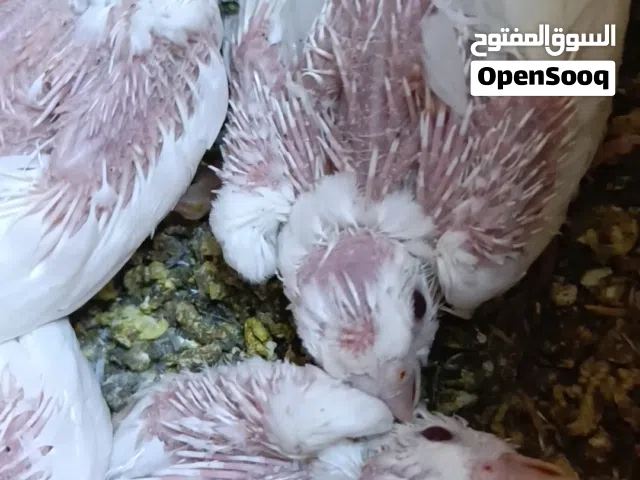 افراح كوكتيل البينو