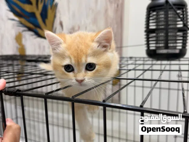 برتش قولدن شانشيلا قطط British shanshila kitten