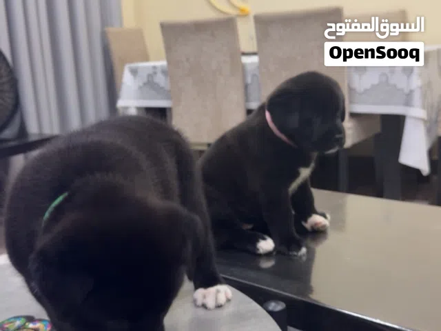 akita 6 weeks old for sale