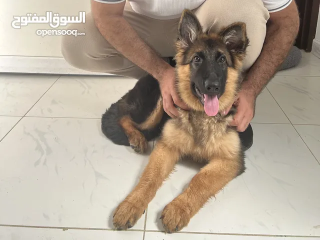 انثى جيرمان 5 اشهر