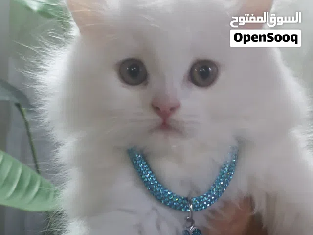 كتن شيرازي للبيع