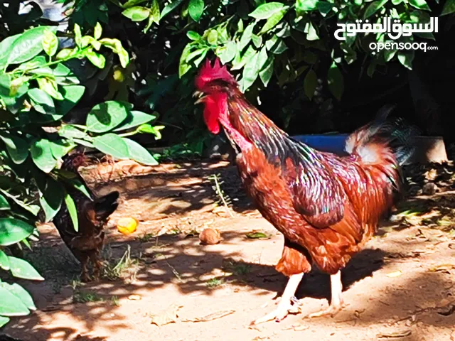 ديك رود علي الفرنسي للبيع