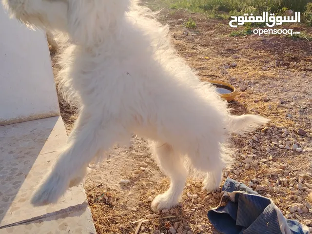 كلب زينه مدرب عمره سبع أشهر هادء ولعوب ماخذ جميع المطاعم