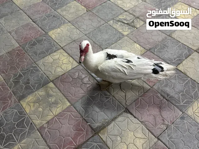 بط للبيع بصحة ممتازة