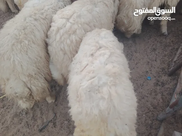 خرفان اضحاي للبيع طيبة سمان بلدى سليمه شرط ضحاي وفايه