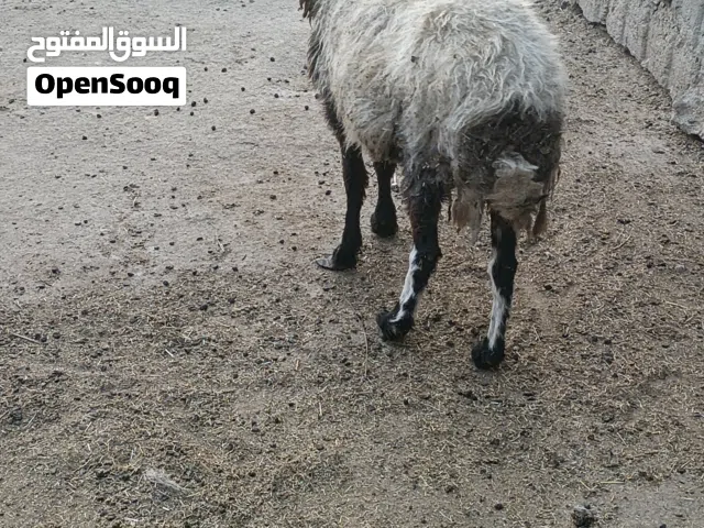 نعجه مال كصابه سمينه وصاحيه