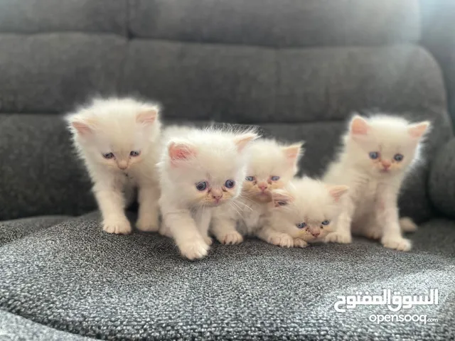 5 kittens  each