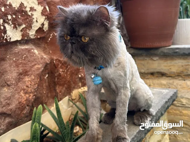 قطة للتبني دون مقابل مع جميع اغراضها ما بتئذي وما بتخرمش و هادية جداً