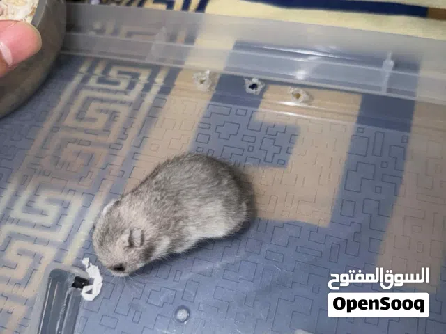 Syrian Hamsters mixed color 3 weeks