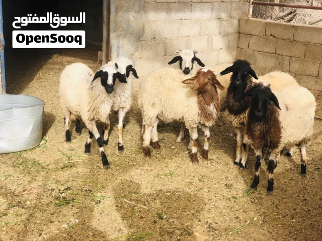 السلام عليكم 6فطايم لبيع متع تمقريس