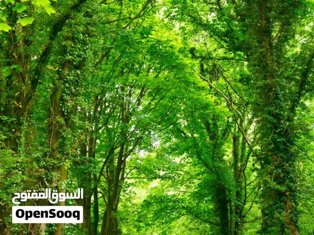 رخص تجاريه للوافدين