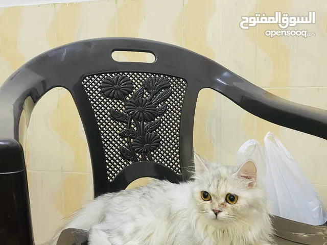 Female Persian cat urgent sale
