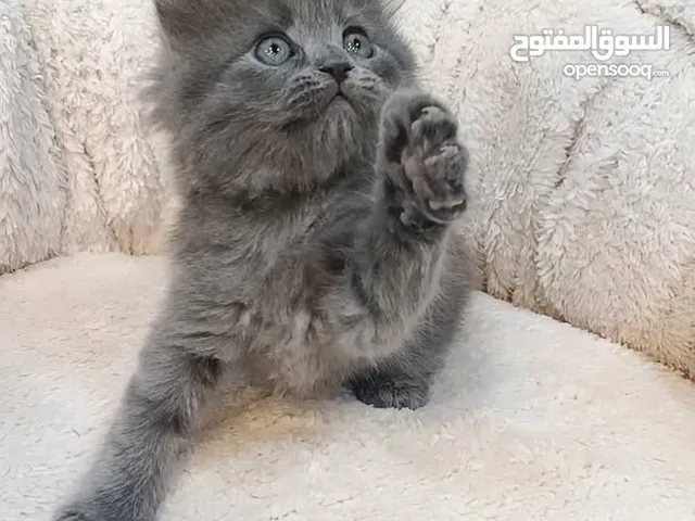 سكوتش فولد ذكر العمر شهرين لعوبه وحنونه