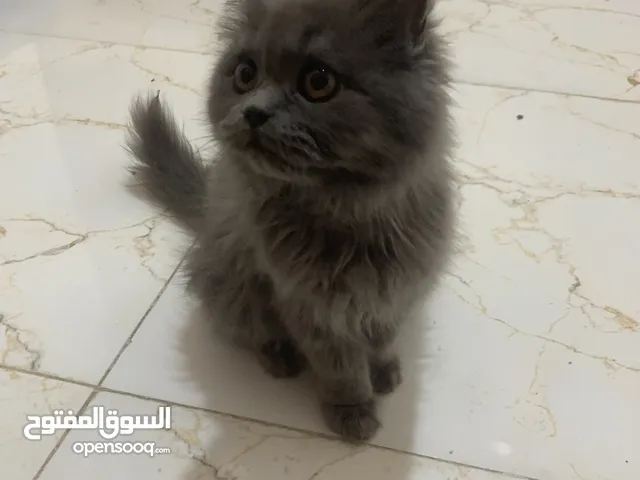 قطه هملايه البيع عمر 3 شهور
