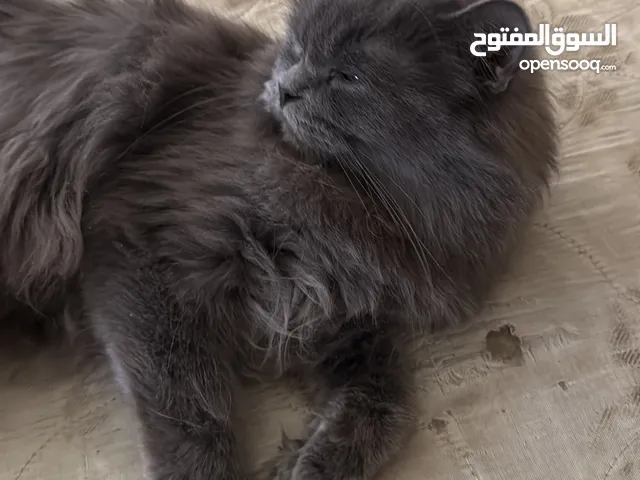Himaliyan and Persian cats
