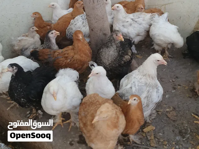 دجاج البراهما  عمر 4 شهور ونص مستوى خوارج