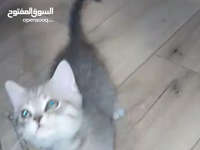 قطة انجلش شورت هير .....للتبني