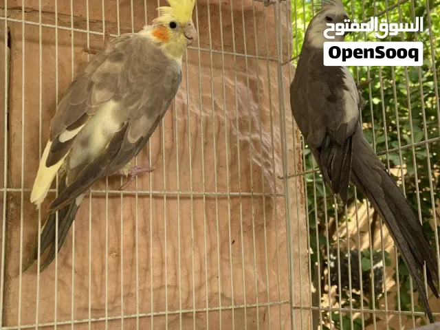 ببغاء كوكتيل