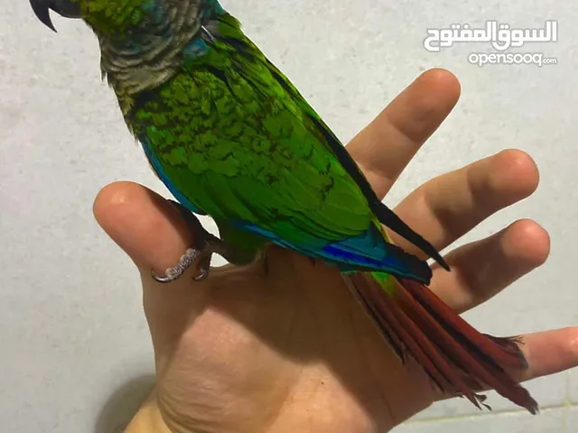 ببغاء للبيع