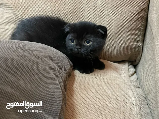 قطط سكوتش فولد
