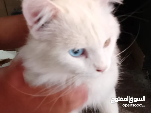 قطة تركيش