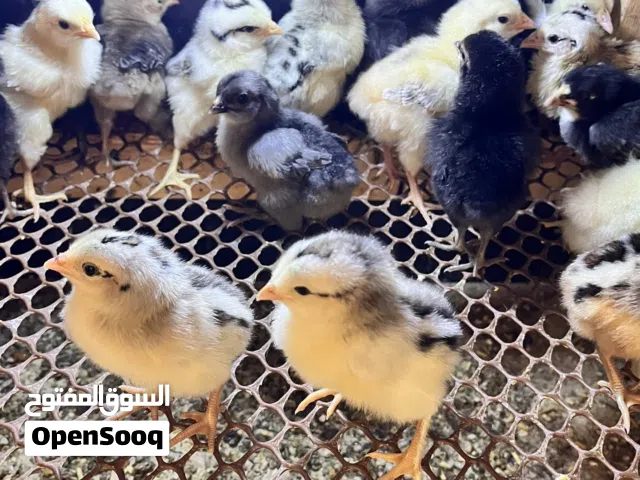 صيصان بلدي بزره نظيفه عدد 45 تقريبا للبيع والي ناوي بقصرش معه